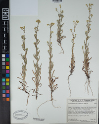 Cryptantha muricata image