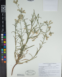 Cryptantha muricata image