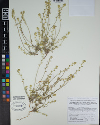 Cryptantha juniperensis image