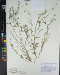 Cryptantha nevadensis image