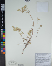 Cryptantha nevadensis image