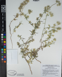 Cryptantha nevadensis image