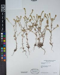 Cryptantha juniperensis image