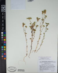 Cryptantha cycloptera image