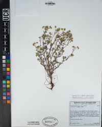 Cryptantha pterocarya var. pterocarya image