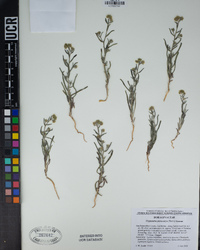 Cryptantha pterocarya image