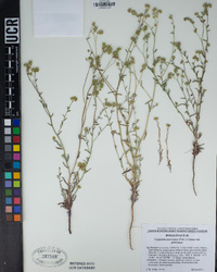 Cryptantha pterocarya image