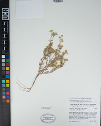 Cryptantha pterocarya image