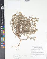 Cryptantha pterocarya image