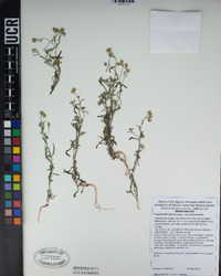 Cryptantha pterocarya image