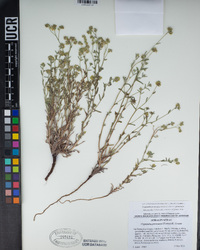 Cryptantha pterocarya image