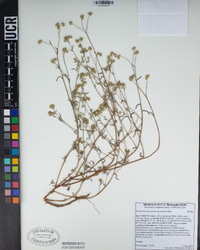 Cryptantha pterocarya image