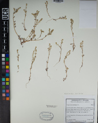 Cryptantha recurvata image