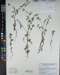 Cryptantha torreyana image