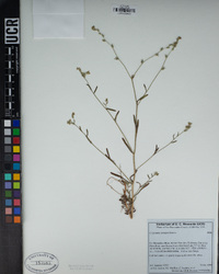 Cryptantha simulans image