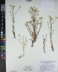 Cryptantha utahensis image