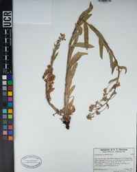 Andersonglossum occidentale image