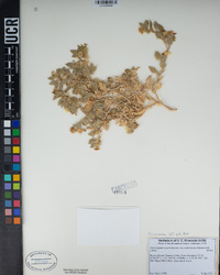 Heliotropium convolvulaceum var. californicum image