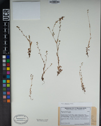 Myosotis discolor image