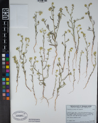 Cryptantha juniperensis image