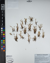 Plagiobothrys leptocladus image