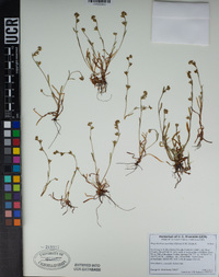 Plagiobothrys austiniae image