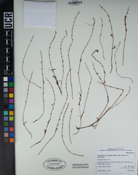 Plagiobothrys reticulatus image