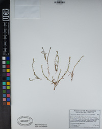 Plagiobothrys stipitatus var. stipitatus image