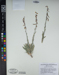 Arabis glaucovalvula image