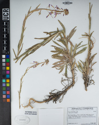 Boechera sparsiflora image