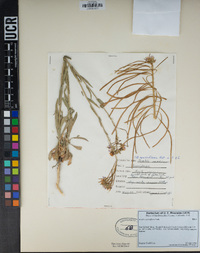 Boechera sparsiflora image