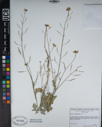 Brassica fruticulosa image