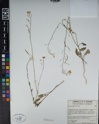 Brassica fruticulosa image