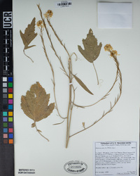 Brassica nigra image