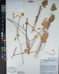 Brassica nigra image