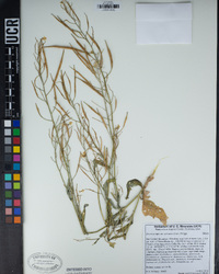 Brassica rapa var. rapa image