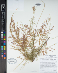 Tamarix ramosissima image