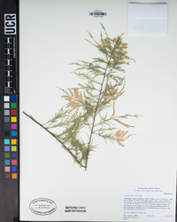 Tamarix ramosissima image