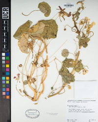 Tropaeolum majus image