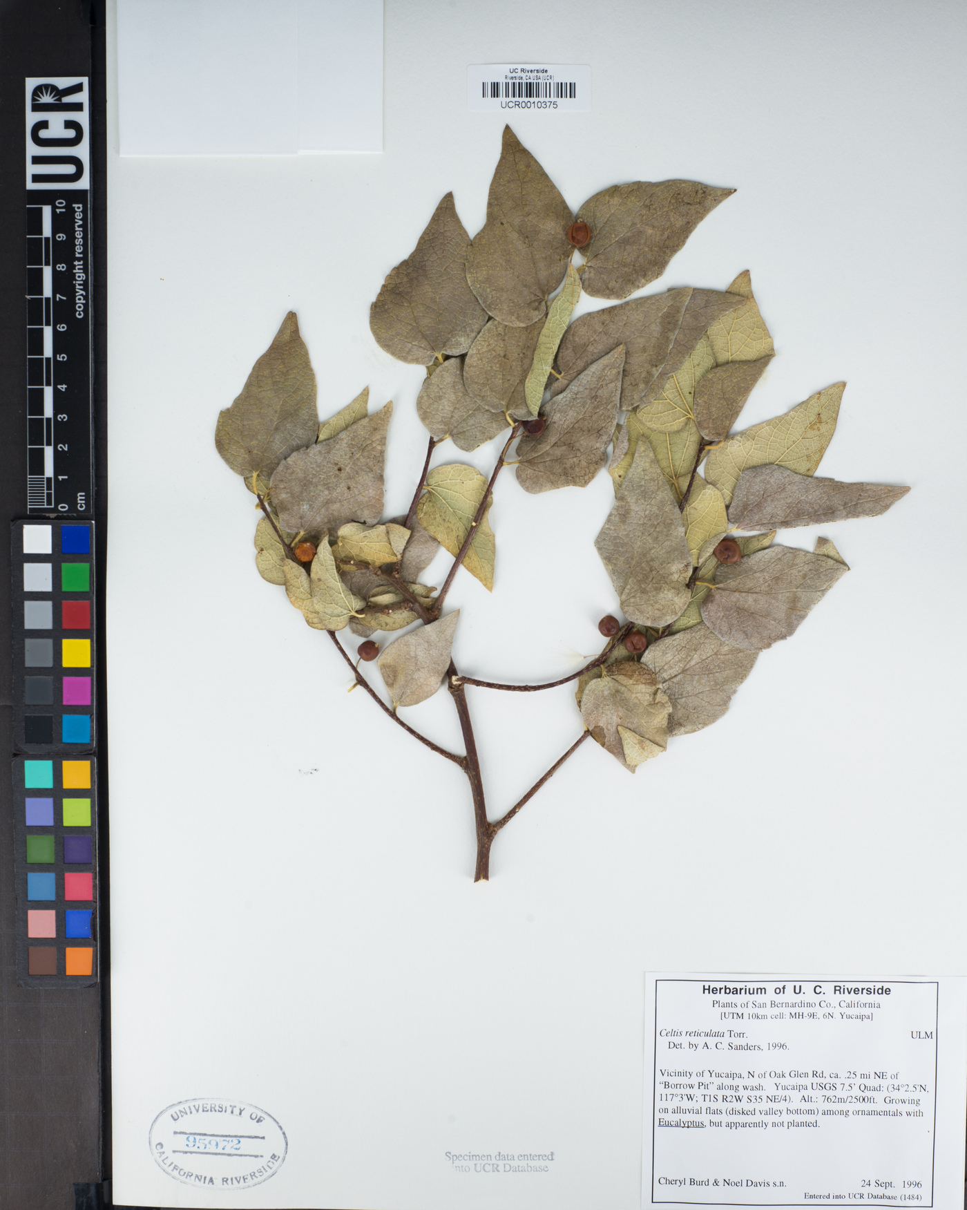 Celtis reticulata image