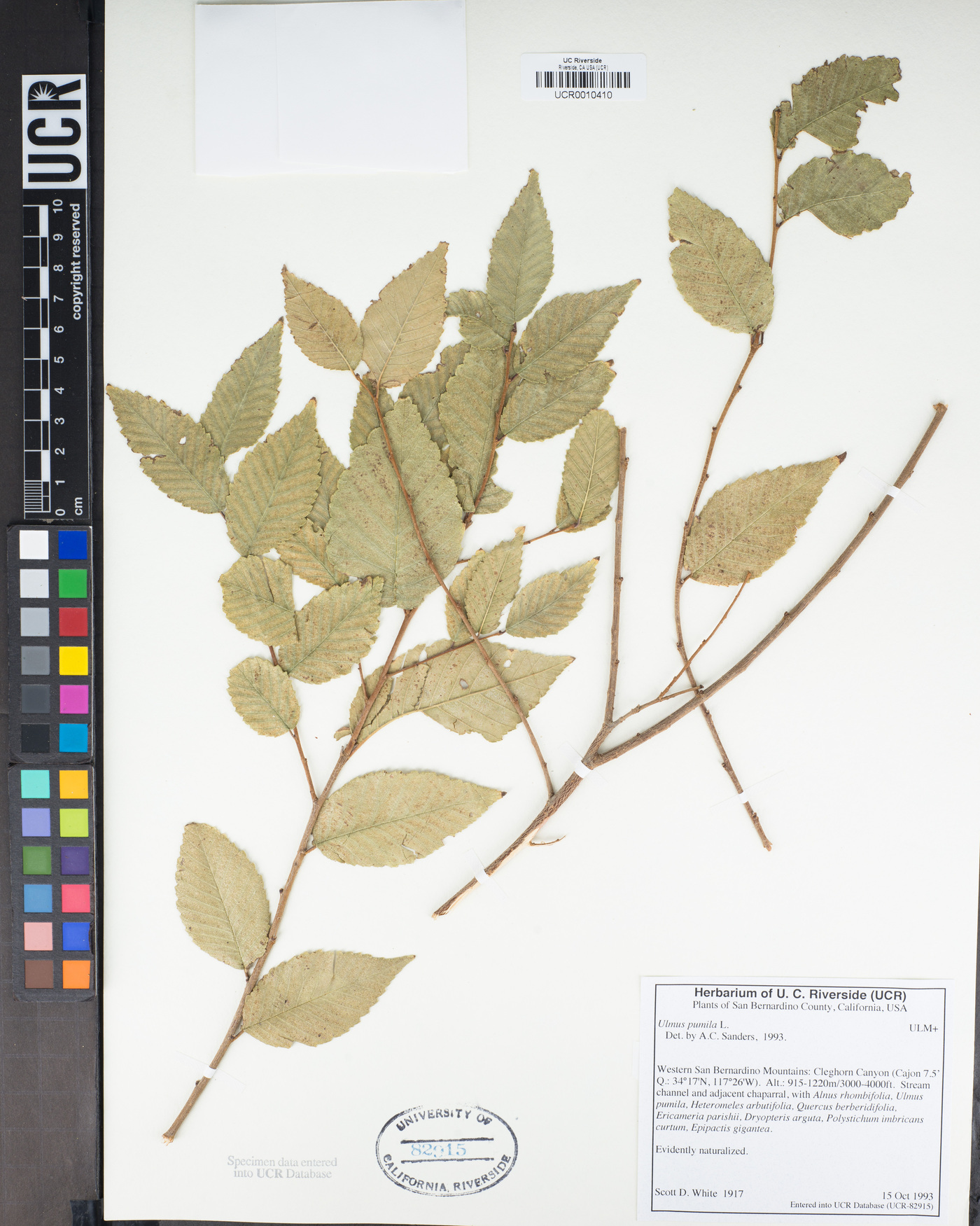 Ulmus pumila image