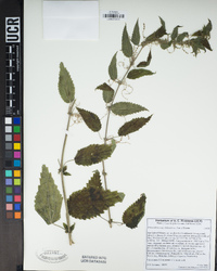 Urtica dioica subsp. holosericea image