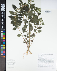 Urtica urens image