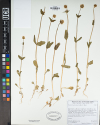 Plectritis brachystemon image