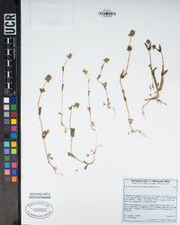 Plectritis ciliosa subsp. insignis image