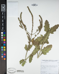 Verbena lasiostachys image