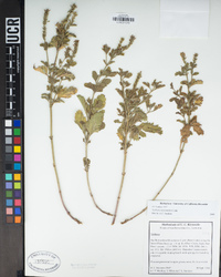 Verbena lasiostachys image