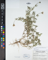 Verbena pulchella image