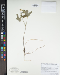 Viola lobata image