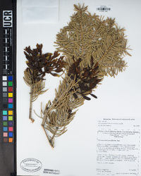 Phoradendron bolleanum image